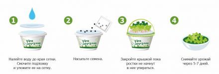 Набор для выращивания &quot;Моя микрозелень базилик&quot; Здоровья КЛАД